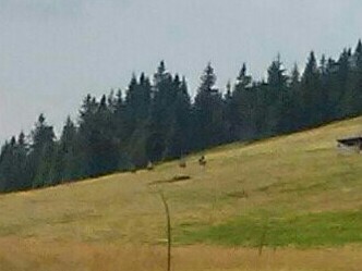 Czterech kowboi