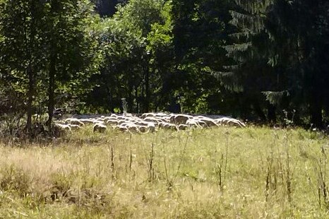 Słowackie owieczki