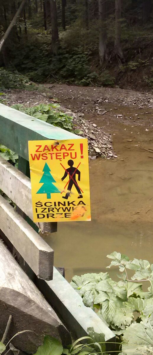 Ścinaka i zrywka