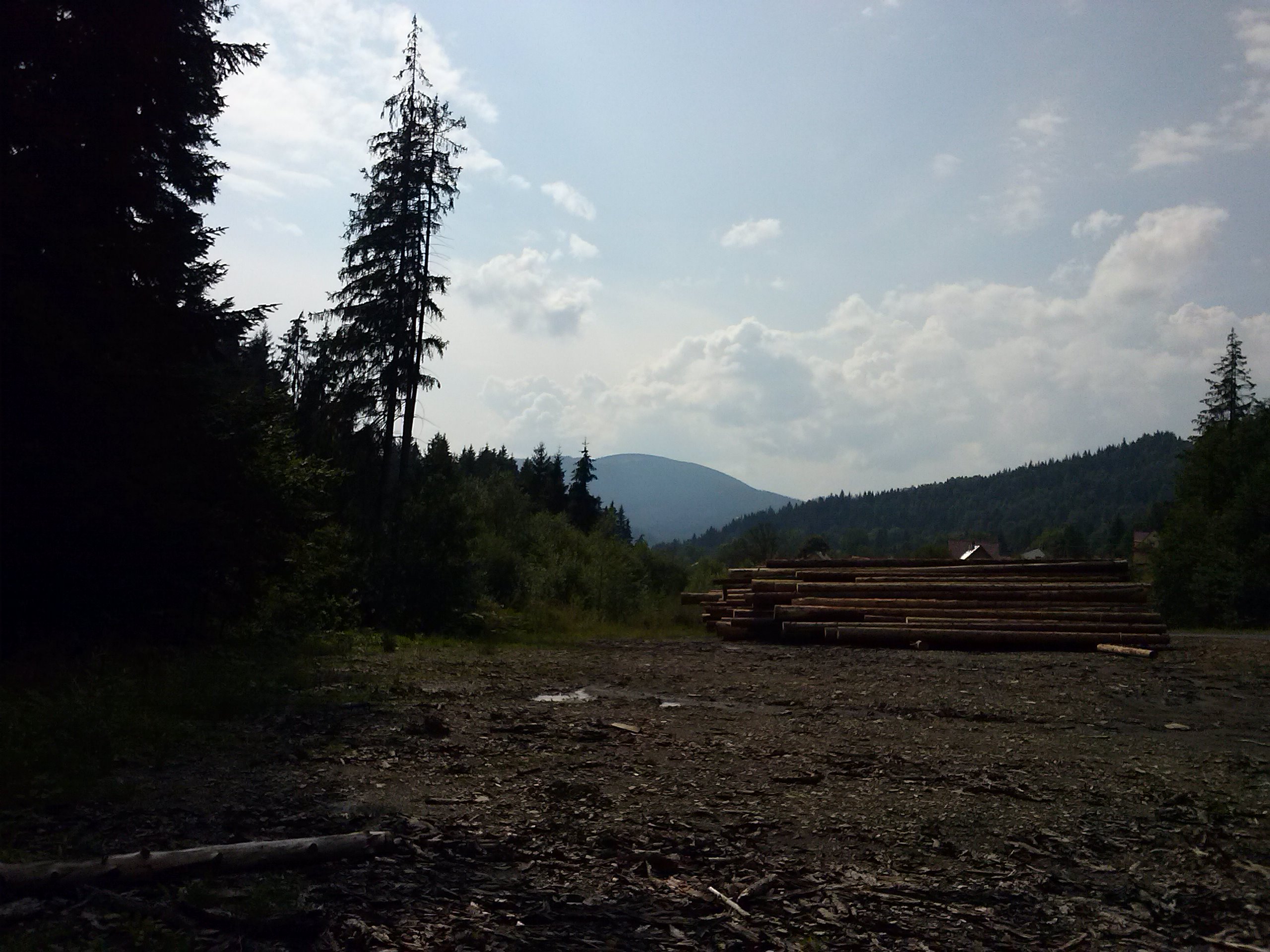 Zrywka drewna